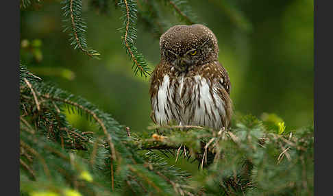 Sperlingskauz (Glaucidium passerinum)