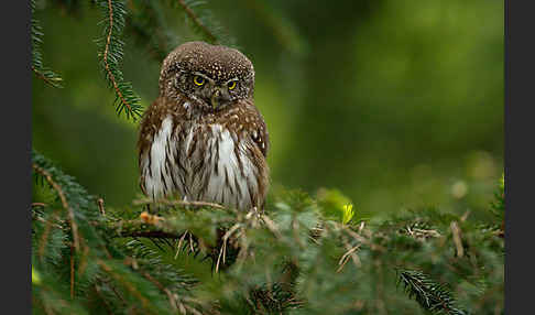 Sperlingskauz (Glaucidium passerinum)