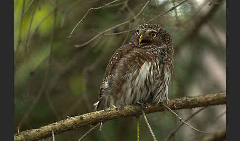 Sperlingskauz (Glaucidium passerinum)