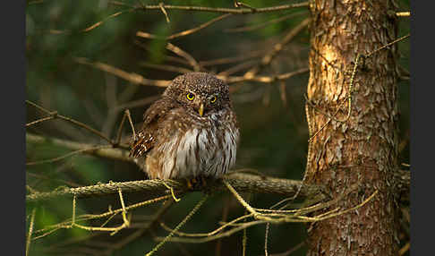 Sperlingskauz (Glaucidium passerinum)