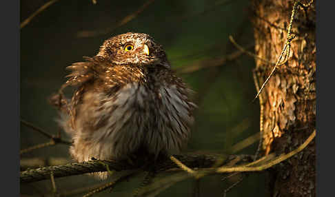 Sperlingskauz (Glaucidium passerinum)