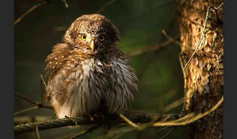 Sperlingskauz (Glaucidium passerinum)