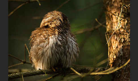 Sperlingskauz (Glaucidium passerinum)