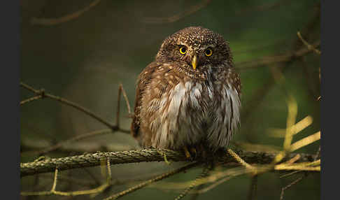 Sperlingskauz (Glaucidium passerinum)