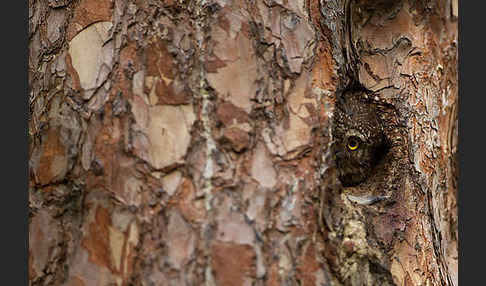 Sperlingskauz (Glaucidium passerinum)