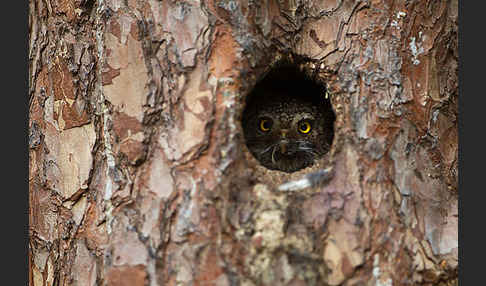 Sperlingskauz (Glaucidium passerinum)