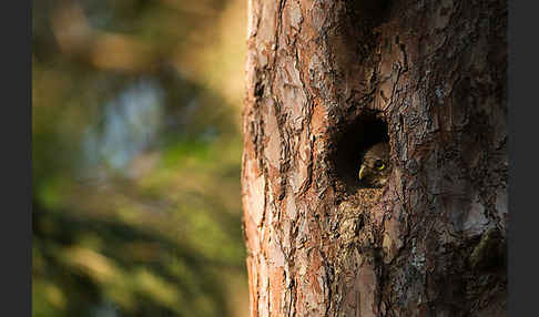 Sperlingskauz (Glaucidium passerinum)