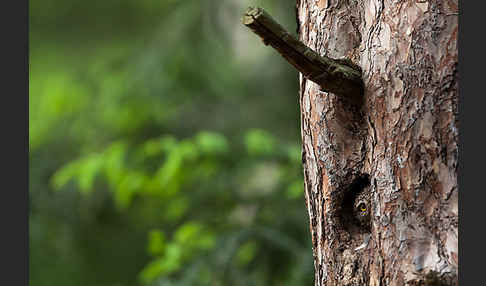 Sperlingskauz (Glaucidium passerinum)