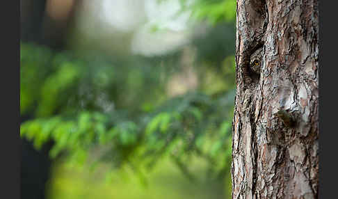 Sperlingskauz (Glaucidium passerinum)