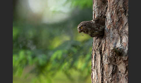 Sperlingskauz (Glaucidium passerinum)