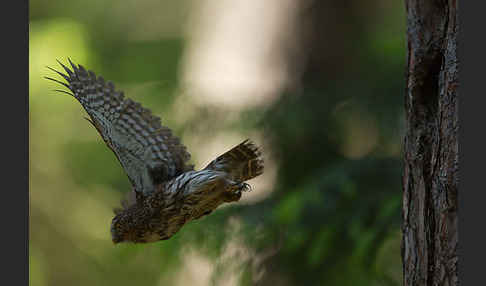 Sperlingskauz (Glaucidium passerinum)