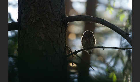 Sperlingskauz (Glaucidium passerinum)