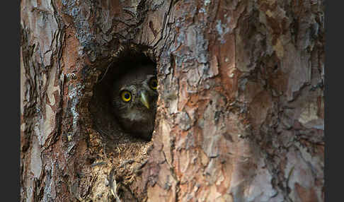 Sperlingskauz (Glaucidium passerinum)