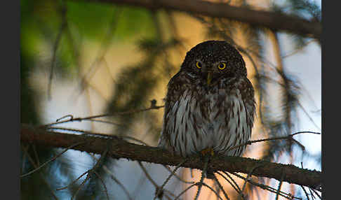 Sperlingskauz (Glaucidium passerinum)