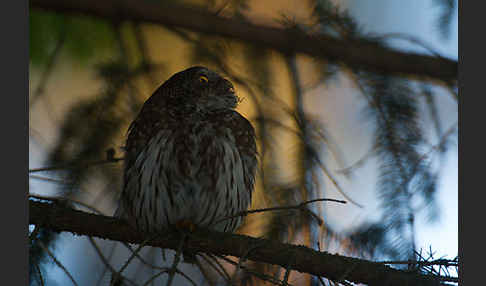 Sperlingskauz (Glaucidium passerinum)