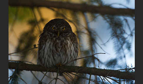 Sperlingskauz (Glaucidium passerinum)