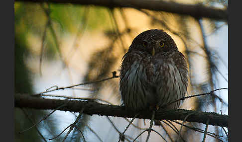 Sperlingskauz (Glaucidium passerinum)