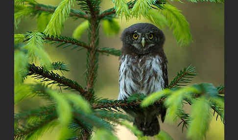 Sperlingskauz (Glaucidium passerinum)