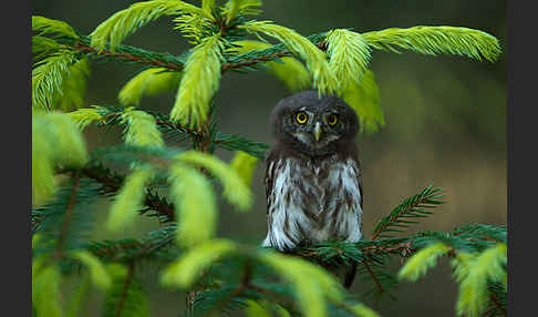 Sperlingskauz (Glaucidium passerinum)