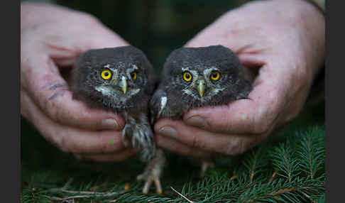 Sperlingskauz (Glaucidium passerinum)