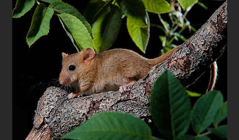 Haselmaus (Muscardinus avellanarius)