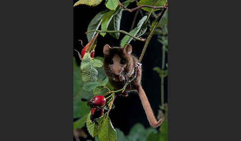 Haselmaus (Muscardinus avellanarius)