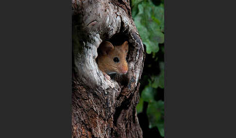 Haselmaus (Muscardinus avellanarius)