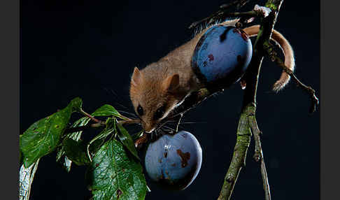 Haselmaus (Muscardinus avellanarius)