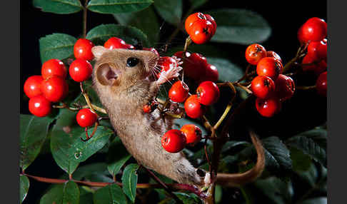 Haselmaus (Muscardinus avellanarius)