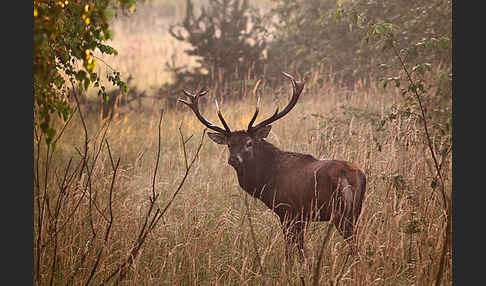 Rotwild (Cervus elaphus)