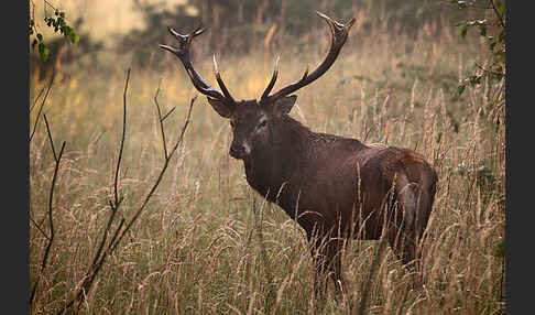 Rotwild (Cervus elaphus)