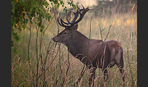 Rotwild (Cervus elaphus)