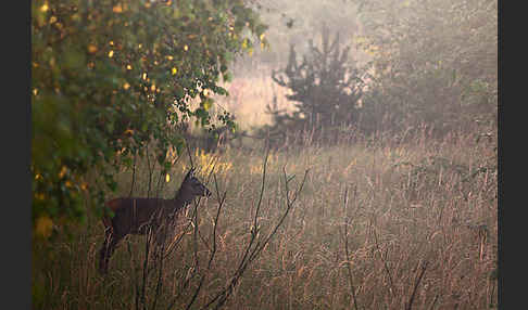 Rotwild (Cervus elaphus)