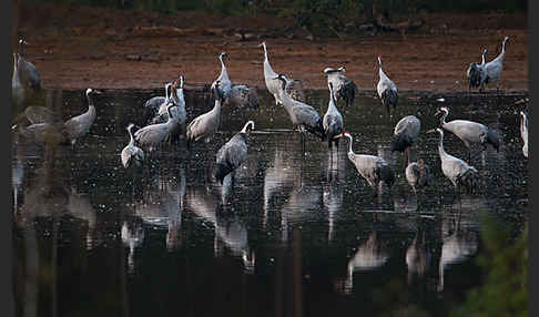 Kranich (Grus grus)