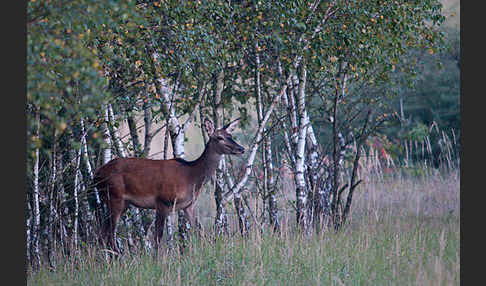 Rotwild (Cervus elaphus)