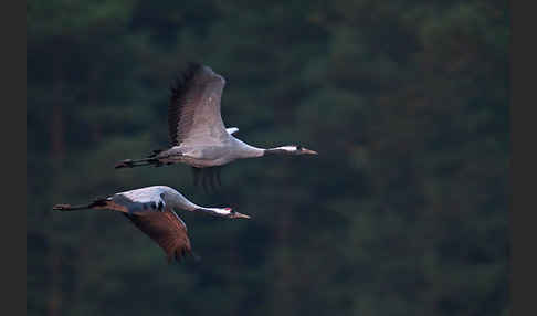 Kranich (Grus grus)