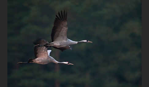 Kranich (Grus grus)