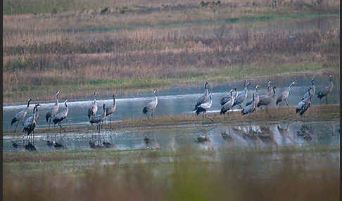 Kranich (Grus grus)