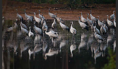 Kranich (Grus grus)