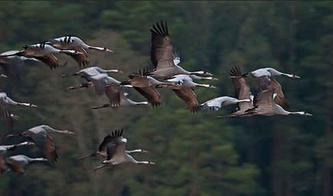 Kranich (Grus grus)