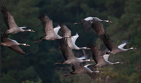 Kranich (Grus grus)