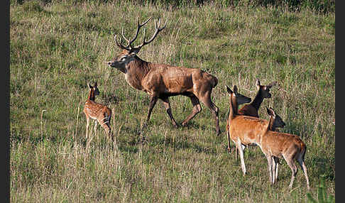 Rotwild (Cervus elaphus)