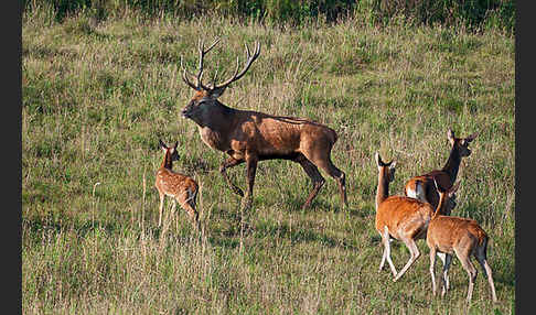 Rotwild (Cervus elaphus)