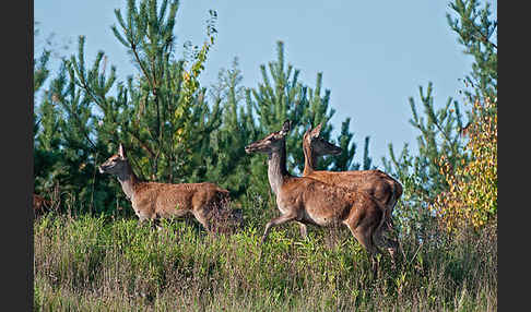 Rotwild (Cervus elaphus)