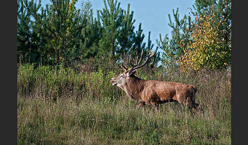 Rotwild (Cervus elaphus)