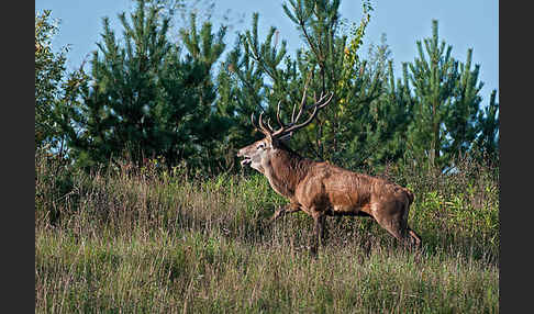 Rotwild (Cervus elaphus)