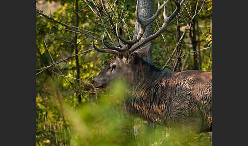 Rotwild (Cervus elaphus)