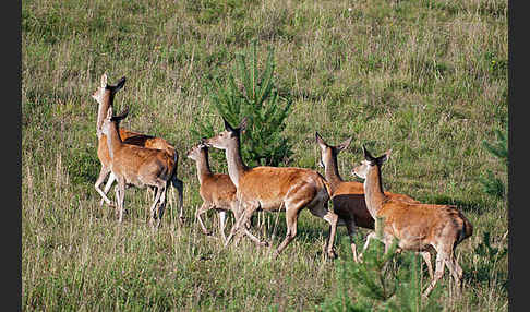 Rotwild (Cervus elaphus)