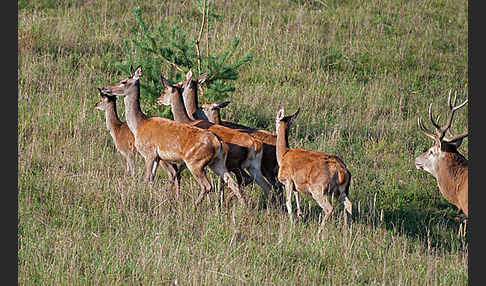 Rotwild (Cervus elaphus)