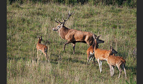 Rotwild (Cervus elaphus)